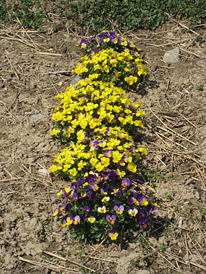 pansy mulched